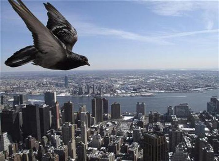 Þessi dúfa, sem svífur um loftin blá yfir Manhattan, er ekki sú sem greint er frá í fréttinni.