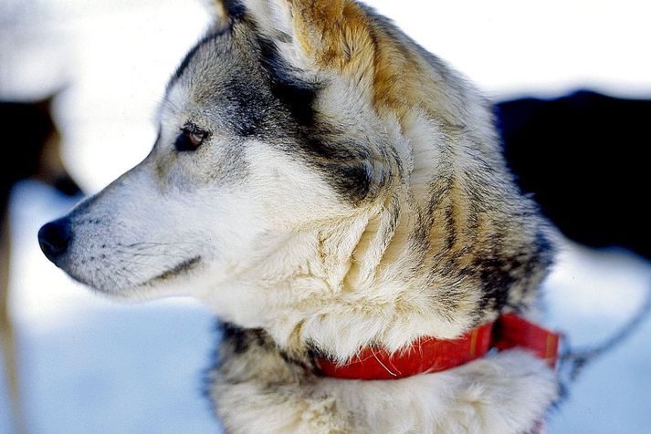 Siberian Husky hundar eru almennt álitnir gæfir hundar.