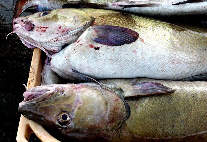 Sá guli kominn í ís Aflaklær verða að bíða uns þorskárgangi 2008 vex fiskur um hrygg en þá verður hægt að úthluta mun meiri kvóta.