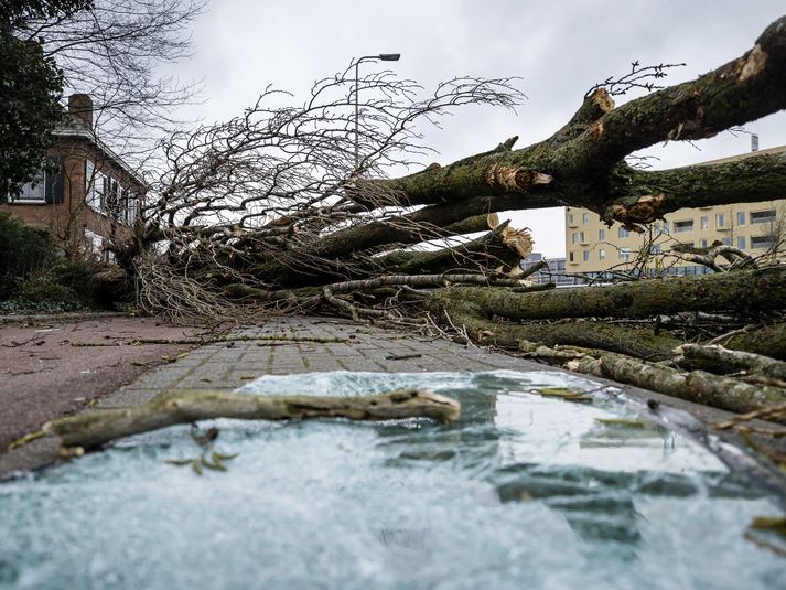 Tré hafa rifnað upp með rótum í Hollandi.