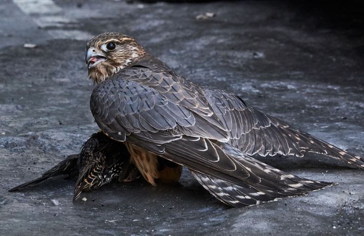 Maður var sektaður um 450.000 krónur fyrir að reyna að flytja egg friðaðra fugla úr landi.