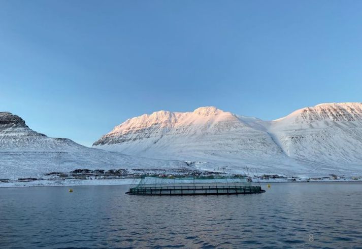 Frá fiskeldi Háafells vestur á fjörðum.