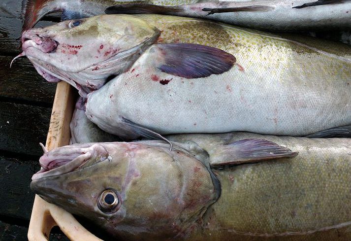 Rúmlega 14 þúsund vörur úr sjávarafurðum eru merktar með MSC-umhverfismerkinu.