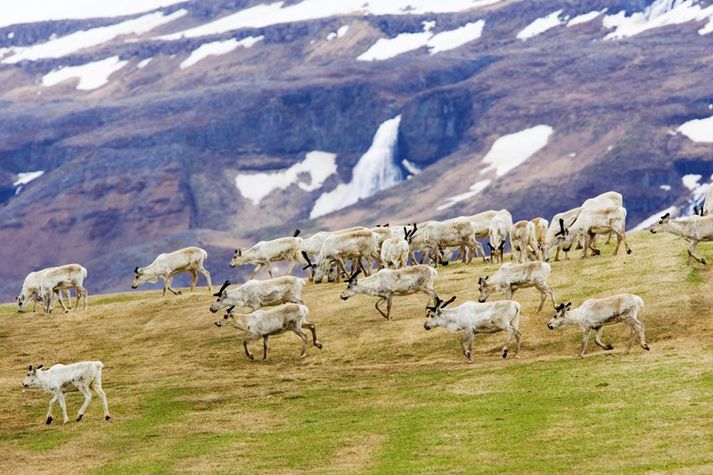 Gera má ráð fyrir að hreindýrin verði á ferð í kringum Hallormsstaðaskóg fram á sumar.