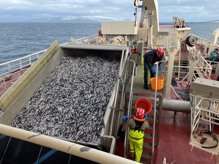 Loðnan dælist í lestina um borð í Beiti NK, skip Síldarvinnslunnar.