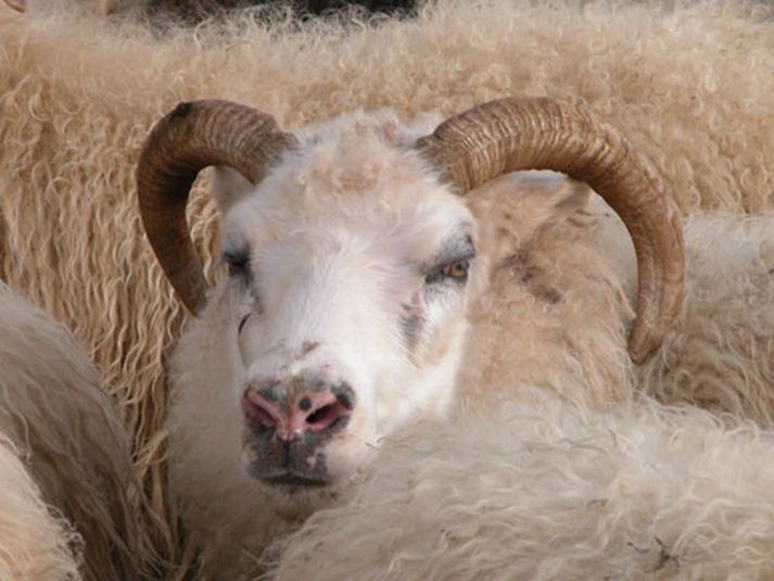 Riða kom upp á Brautarholti.