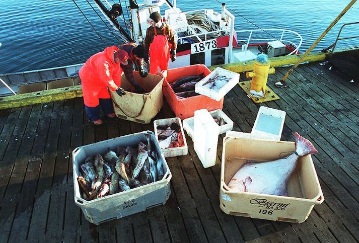 Hluti strandveiðibáta fer á haf út án íss til að kæla aflann þótt sól sé sjaldan jafnhátt á lofti. Banna verður mönnum að fara íslausir út, segir fagstjóri hjá Matís.