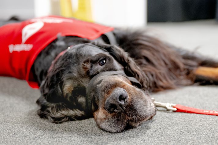 Flækingshundum er slátrað miskunnarlaust til að hreinsa höturnar fyrir heimsmeistaramótið eftir fjögur ár. Þessi mynd tengist fréttinni ekki beint.