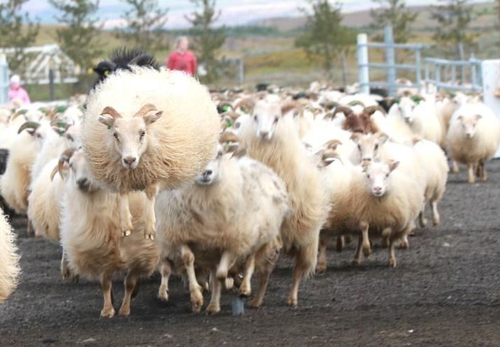 Kolbeinn hvetur stjórvöld, sem bera ábyrgð á girðingarmálum þegar varnarlínur eru annars vegar að girða sig í brók og auka fjármagn til málaflokksins til að halda íslensku sauðkindinni innan þess svæðis, sem henni er ætlað að vera í viðkomandi varnarhólfi upp á riðuveikivarnir að gera.