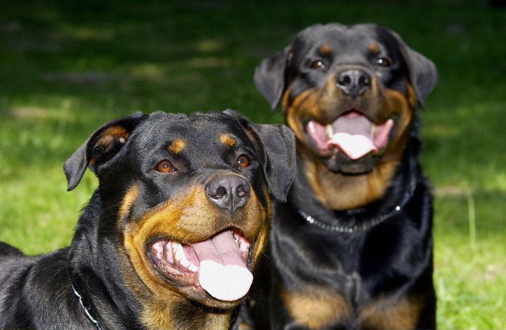 Ekki reyndist unnt að fá mynd af hinni umtöluðu rottweiler-tík en hér má sjá hunda af sömu tegund.