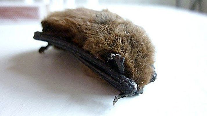 norðurfari Þessi litla leðurblaka fannst dauð í kofa í Finnmörku á nyrsta odda Noregs. Aldrei fyrr hefur leðurblaka fundist svo norðanlega.