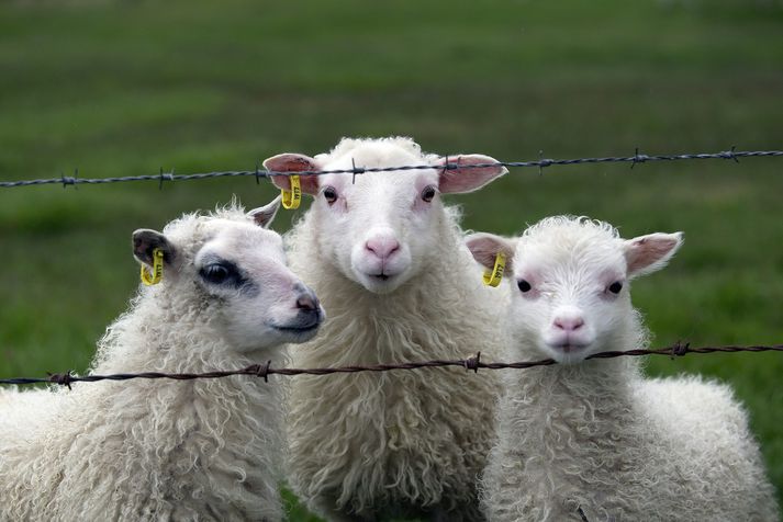 Ráðgjafanefnd um inn- og útflutning landbúnaðarvara snéri í gær við áliti sínu frá því í síðustu viku um að tollur á innflutt lambakjöt yrði lækkaður tímabundið til að bregðast við skorti á markaði.