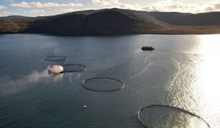 Kvíarnar sem laxinn slapp úr eru í sunnanverðum Patreksfirðu, undan Kvígindisdal.