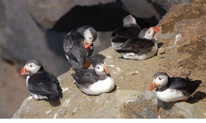 Lunda hefur fækkað mjög í eyjum.