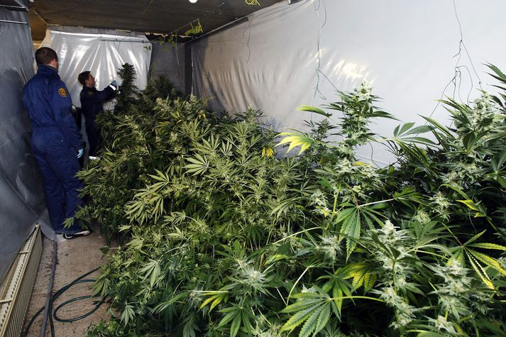Lagt var hald á metmagn af marijúna á árinu 2014