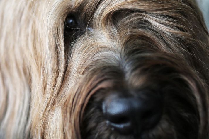 Briard-hundur. Myndin tengist fréttinni ekki beint.
