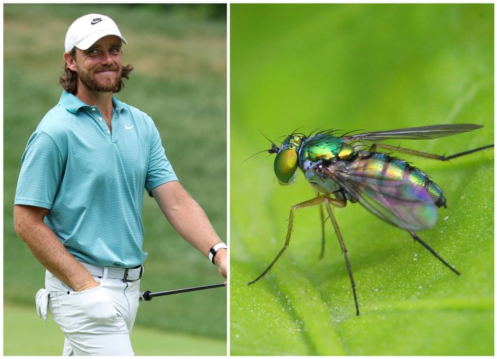 Tommy Fleetwood gat ekki annað en brosað eftir aðstoðina frá flugunni.