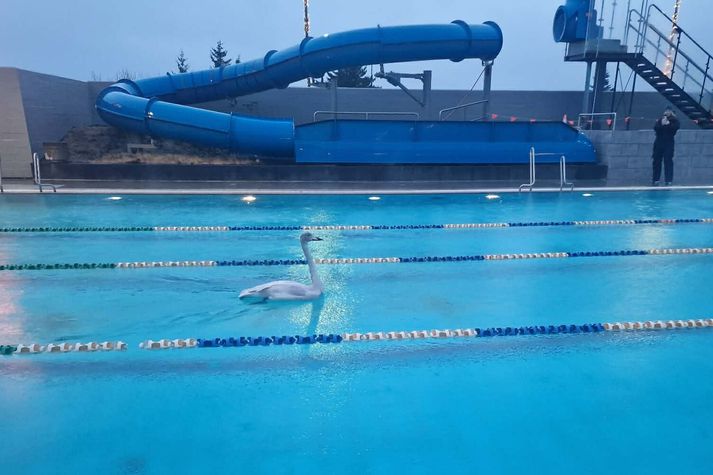 Álftin stillir sér upp fyrir mynd í Sundlaug Seltjarnarness.