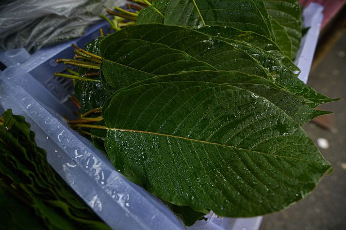Kratom er unnið úr laufum.