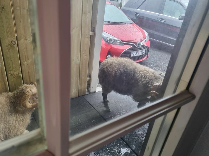 Baldur segir hrútana valda garðræktaráhugafólki talsvert meiri vandræðum en honum sjálfum.