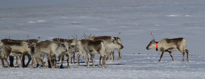 Kýrnar eru vel merktar með hálskraga sem er í skærum litum og með endurskin.