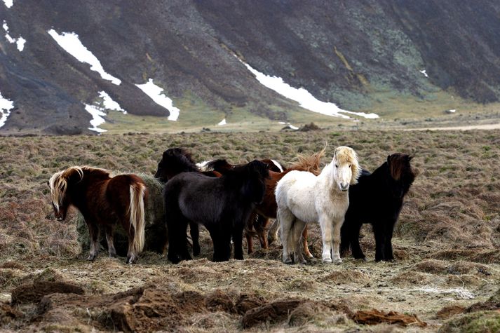 Gæta þarf að því að hross í vetrharhaga hafi næga beit og vatn. Ef jarðbönn verða þarf að gæta að því að hrossum sé gefið á gaddinn. Alls bárust 99 ábendingar til MAST um hross á síðasta ári.