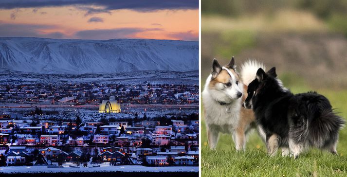 Ein hugmynd er að gert yrði hundagerði eða leikvöllur við gamla skeiðvöllinn við Álalind. Svæðið yrði girt og kynnt hundaeigendum sem tilraunaverkefni.