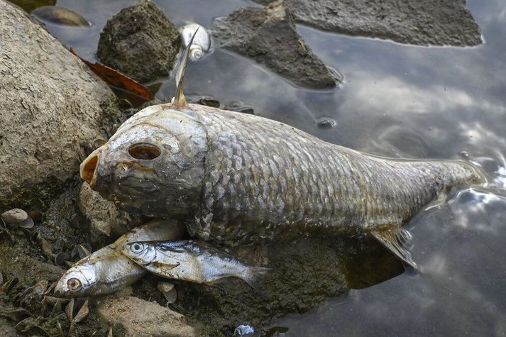 Dauðir fiska liggja á víð og dreif um árbakka Oder-ár milli Póllands og Þýskalands. Vísindamenn vita ekki enn hvað veldur dauða fiskanna.