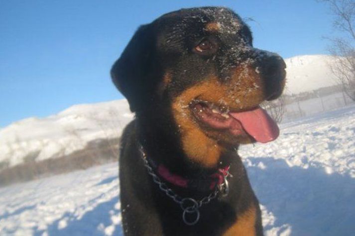 Chrystel er aðeins sextán mánaða gömul. Rottweilerhundar teljast fullvaxta um þriggja ára aldurinn