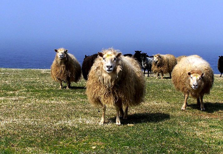 Hundarnir höfðu báðir ráðist á sauðfé.