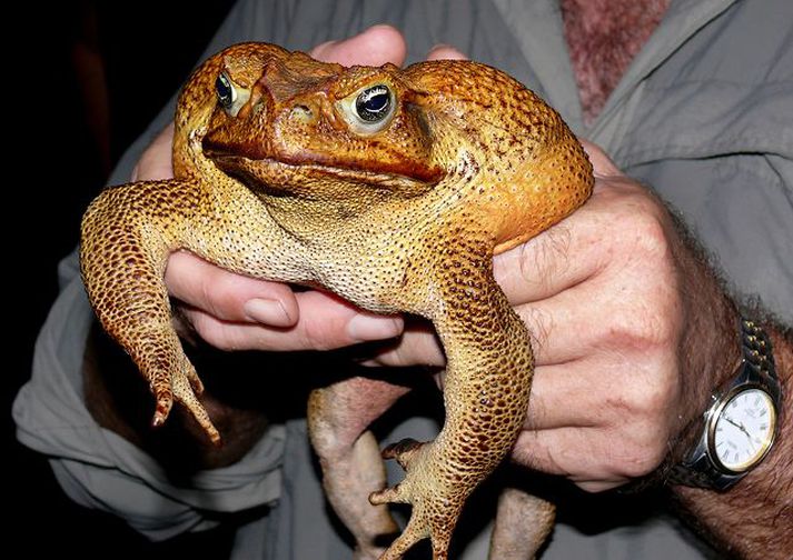 Toadzilla. Risakartan hefur verið kölluð Toadzilla í áströlskum fjölmiðlum. 
Fréttablaðið/ap