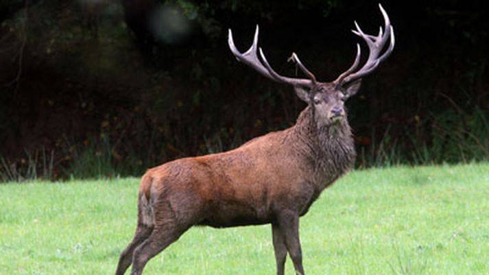 The Emperor of Exmoor var tíguleg skepna.
