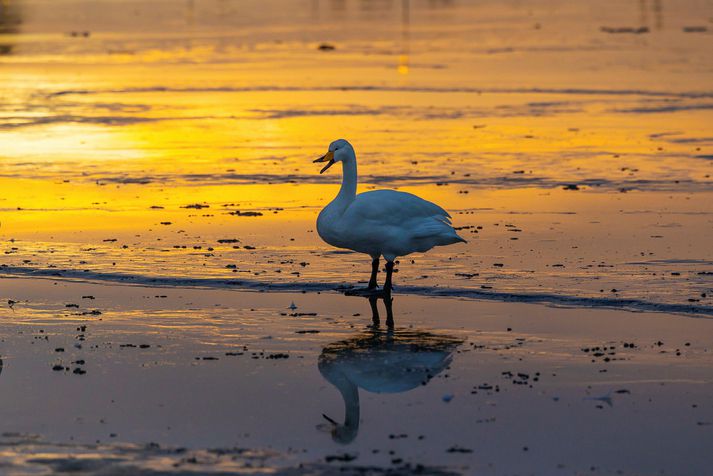 Reykjavíkurtjörn í góðu vetrarveðri