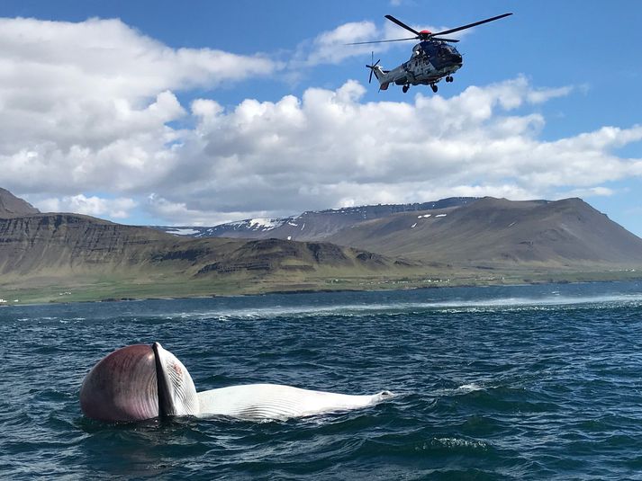 Myndina tók Sverrir í Hvalfirði í gær af dauðu hrefnunni en Landhelgisgæslan var kölluð út þar sem talið var að hrefnan væri skúta sem farið hefði á hliðina í firðinum.