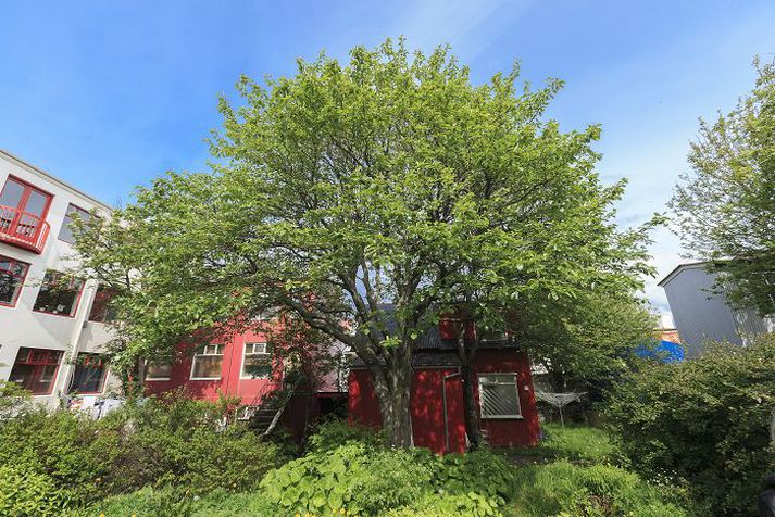 Hús  af Grettisgötu 17 enda á Grettisgötu 9.