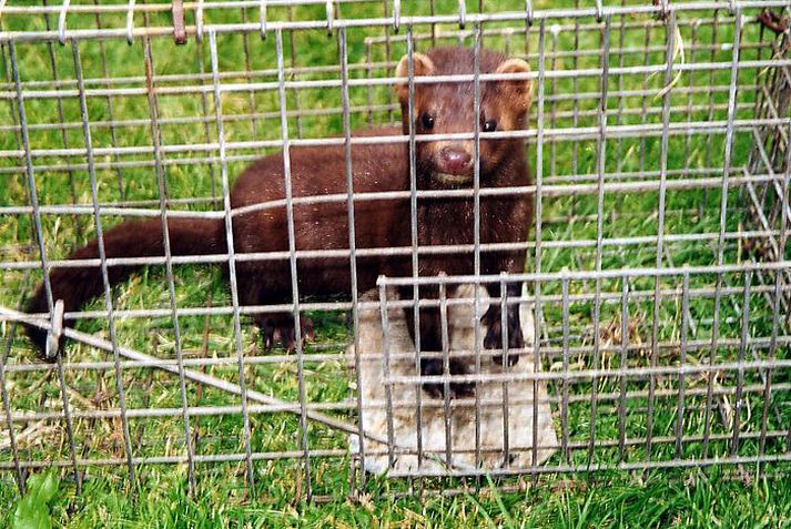 Minkur Hér á landi eru 22 loðdýrabú. Undanfarin ár hefur verð á skinnum hækkað mikið og afkoma í greininni er afar góð um þessar mundir. Myndin tengist fréttinni ekki með beinum hætti.