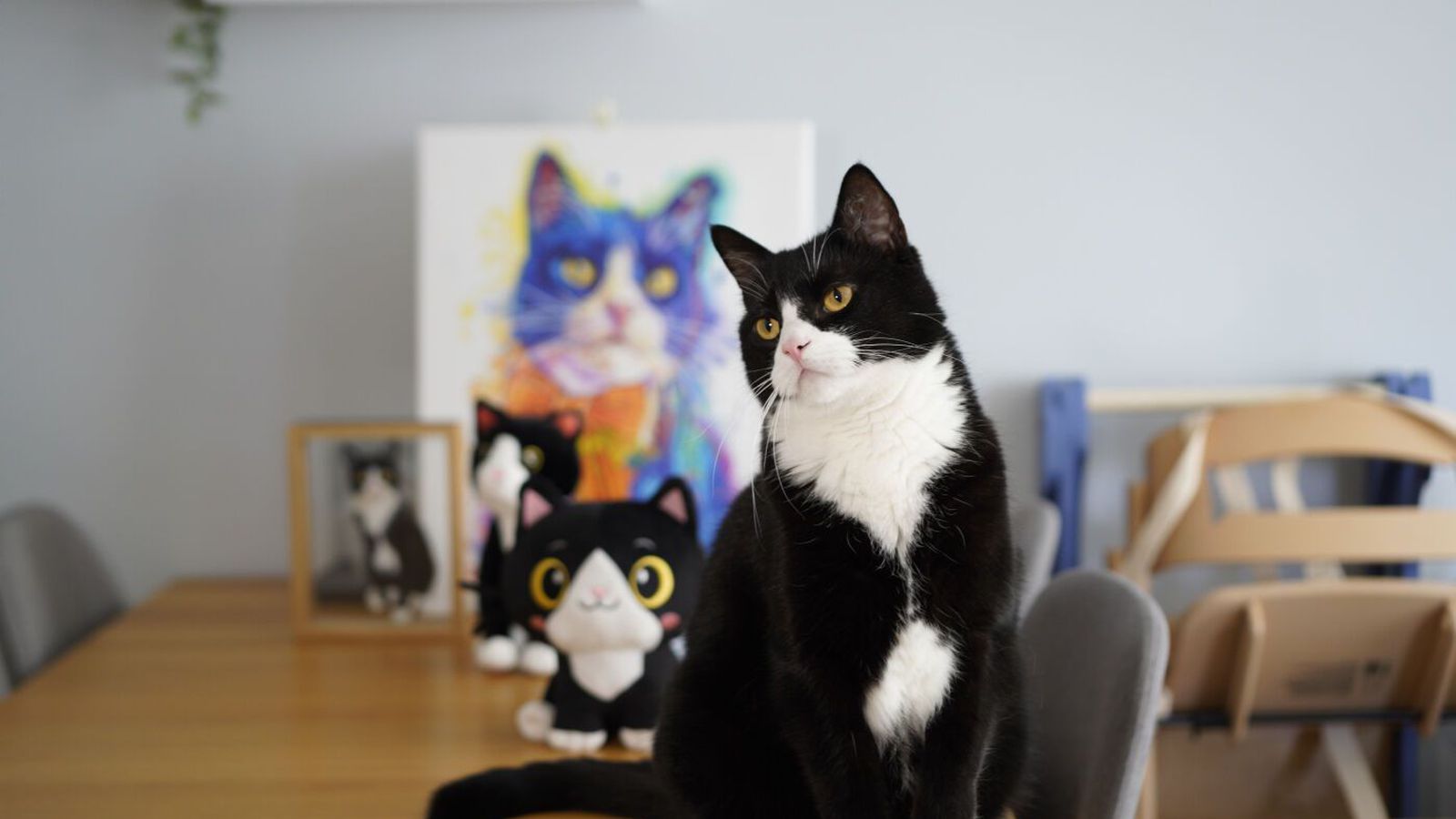 Köttur í Kópa­vogi vekur at­hygli um allan heim