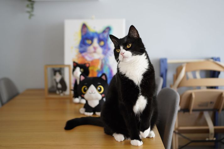 Kötturinn stillir sér upp fyrir mynd. Í bakgrunn má sjá gjafir sem kettinum hafa borist frá fjarlægum löndum.