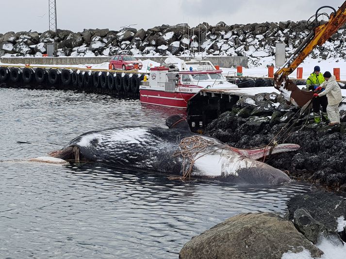 Grímseyingar hafa þurft að glíma við búrhvalshræið um helgina