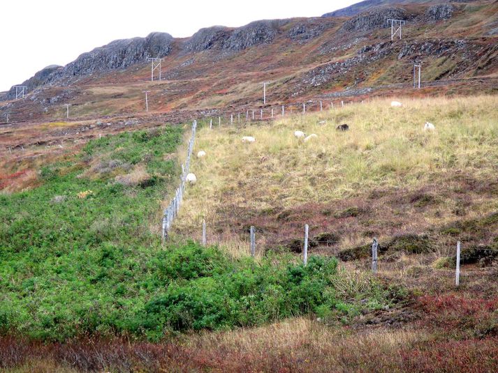 "Innan girðingar var jafn mikil lúpína einsog utan hennar en með því að beita snemmsumars þegar hún er í vexti þá er hægt að halda henni niðri og sauðfé virðist sólgið í nýgræðinginn,“ lýsir Valur Þór Hilmarsson meðfylgjandi mynd.