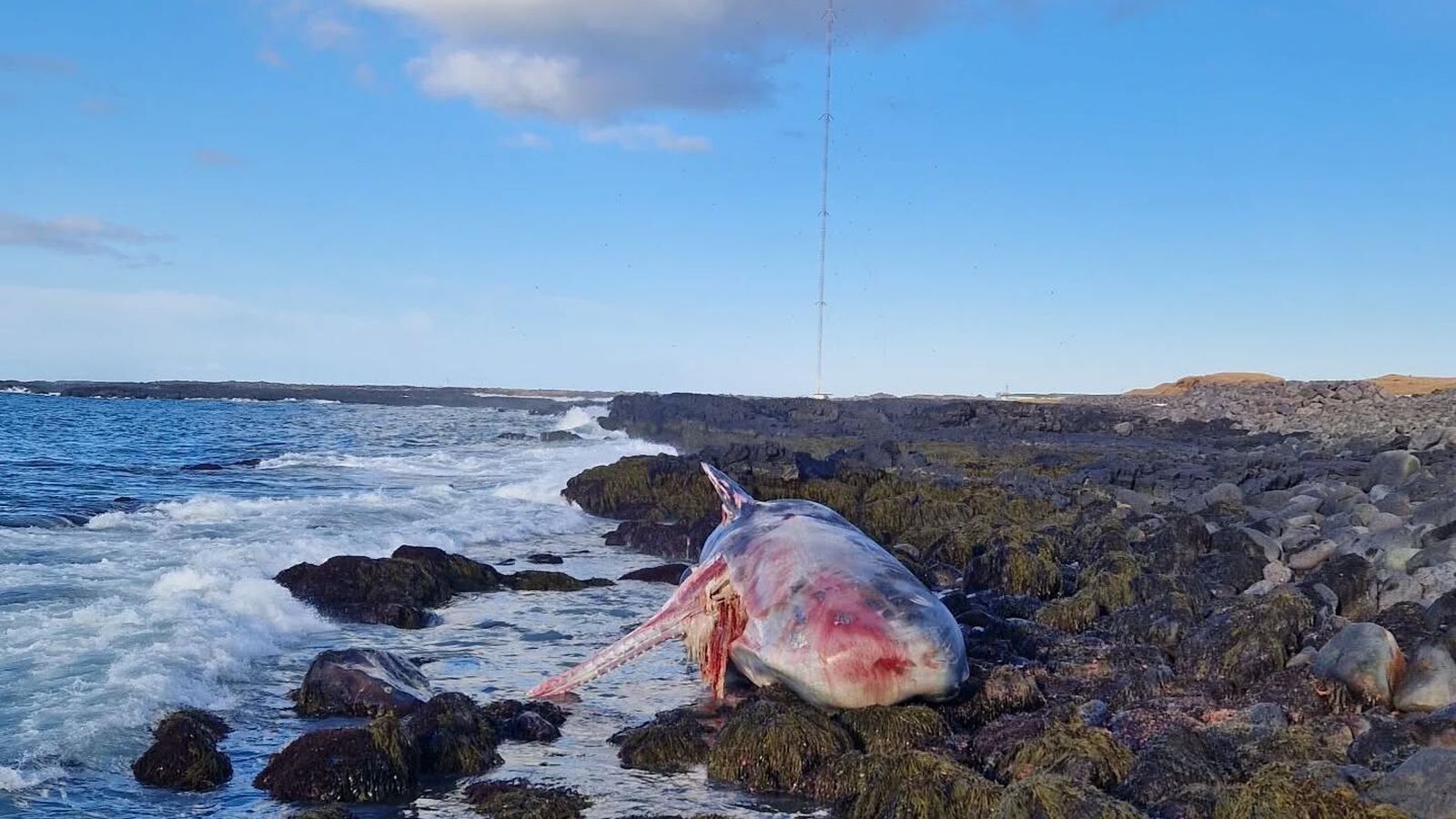Gapandi búr­hval rak á land: „Heljarinnar skepna“