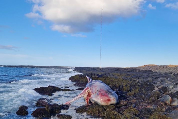 Hvalurinn er gríðarstór þó kannski enginn Moby Dick.