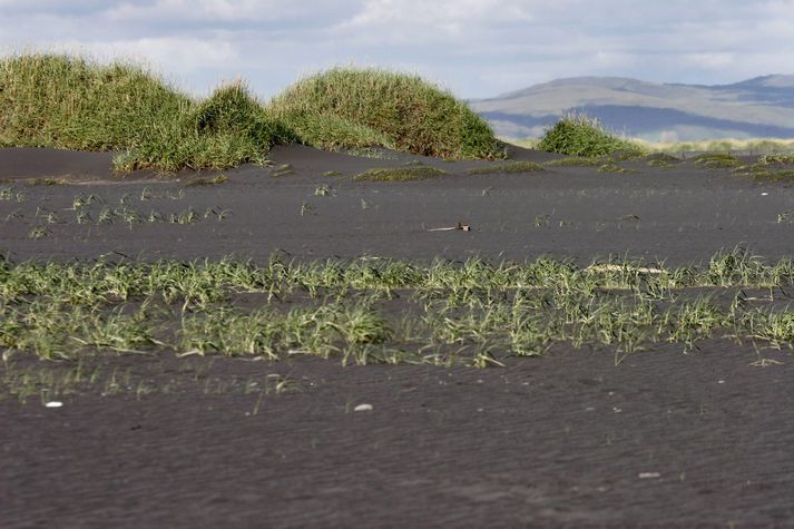 Tæplega 20 þúsund tonnum af áburði hefur verið dreift á eignarlönd bænda í gegnum verkefnið og tugir þúsunda hektara hafa breyst úr ógrónum melum í gróið land.