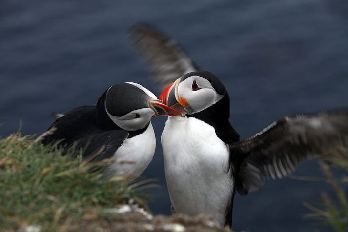 Árið 2011 varð algert hrun í varpi við Suður- og Vesturland meðan viðunandi varp var við Norðurland.
fréttablaðið/stefán