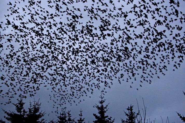 Fuglar á flugi. Þessir lentu ekki í sænska fuglamanninum.