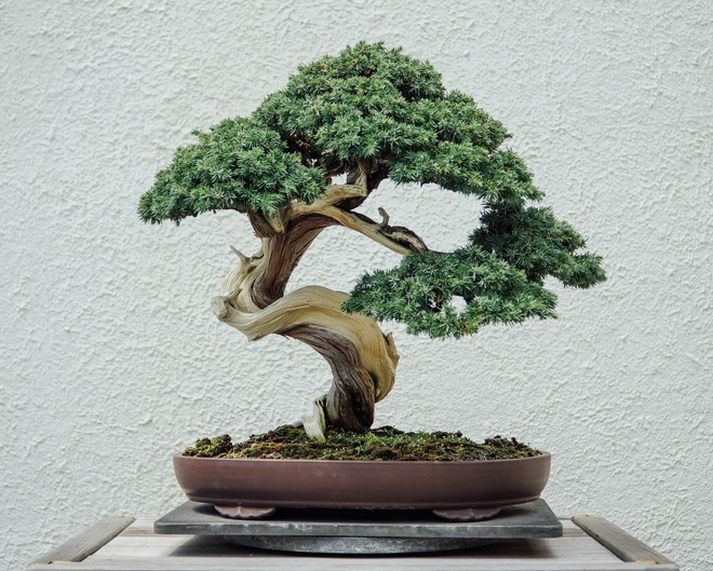 Ræktun Bonsai-trjáa er ástríða hjá mörgu garðyrkjufólki víða um heim. Þá er einnig algengt að fólk safni Bonsai-trjám.