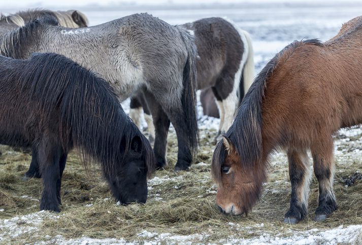 Konan fór á bak og þegar hestinum var sleppt þá rauk hann af stað. 
