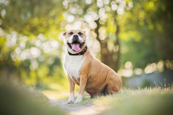 Mynd af sambærilegum blendingshundi: American Staffordshire Terrier.