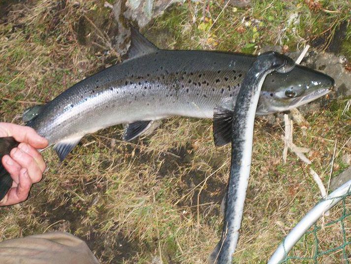 Fylgifiskar Laxinn, sem var um sex pund að þyngd, var ekki mikið lengri en sæsteinsugan. Hún hefur líklega verið föst við laxinn í langan tíma.