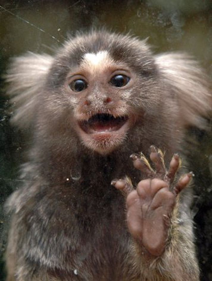Marmoset apar eru á meðal þeirra minnstu í heiminum.